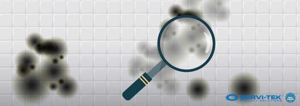 What is Black Toxic Mold What is Black Toxic Mold